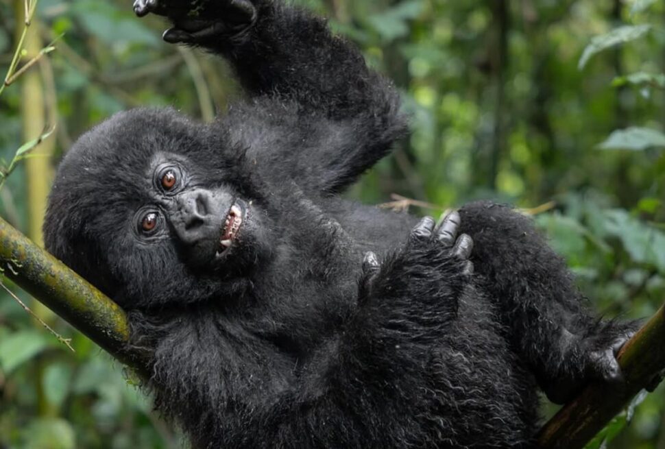 Mountain gorilla in Bwindi Impenetrable National Park on a Uganda safari from France