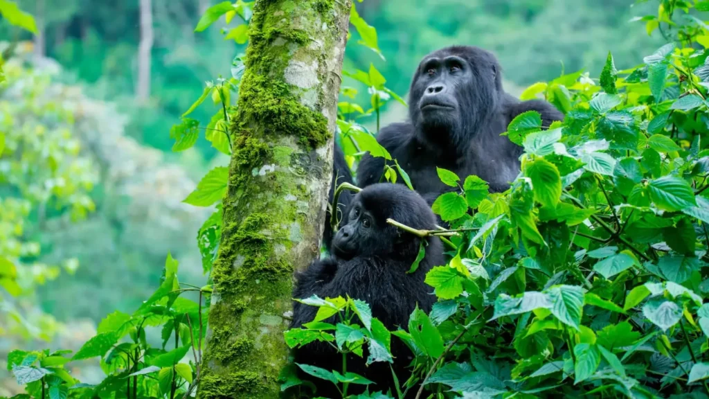 Gorilla trekking in Bwindi Impenetrable National Park on a Uganda safari from Germany