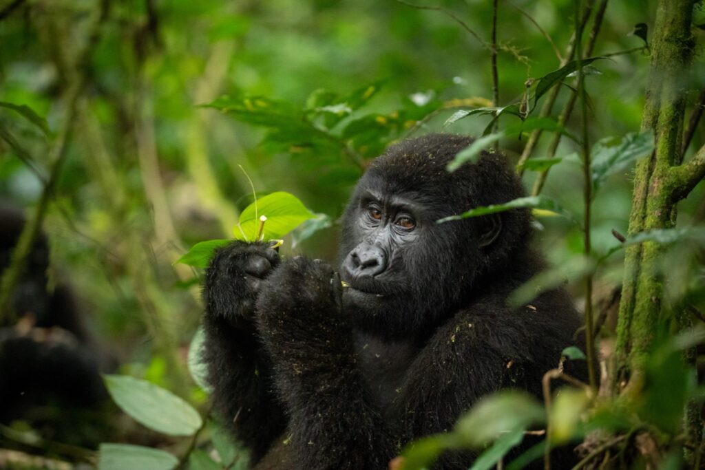 Gorilla trekking in Bwindi Impenetrable National Park on a Uganda safari from Ireland