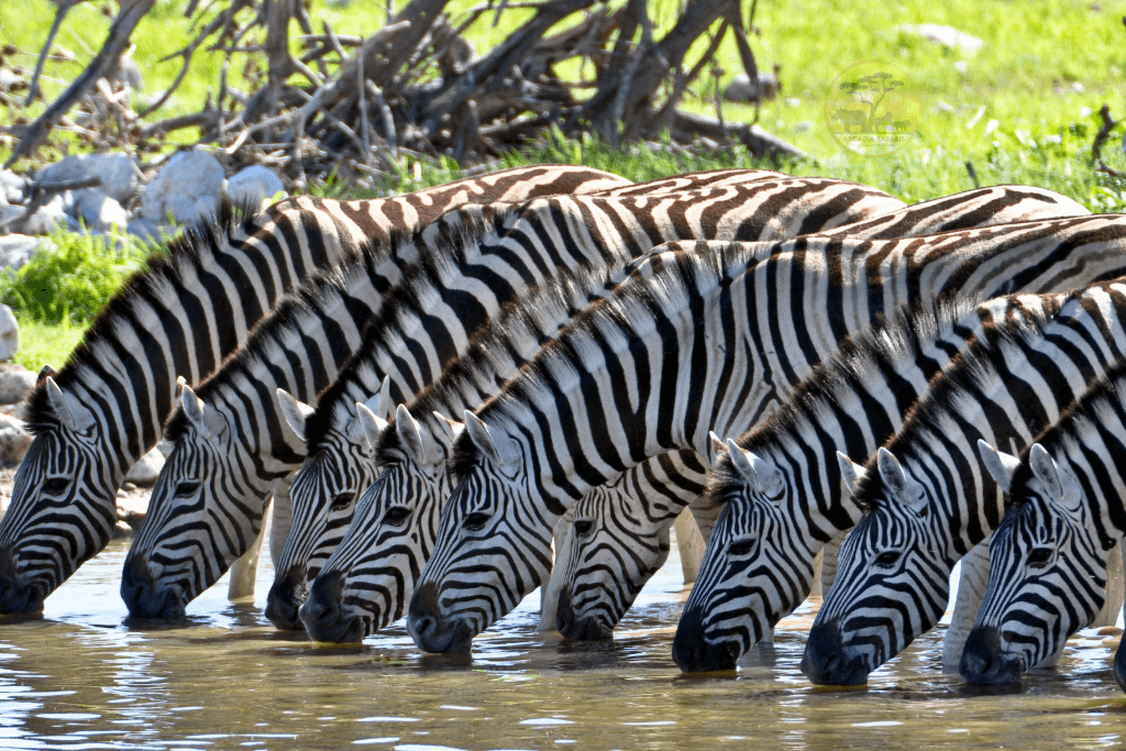 Zebras in Lake Mburo National Park on a Uganda safari from Ireland