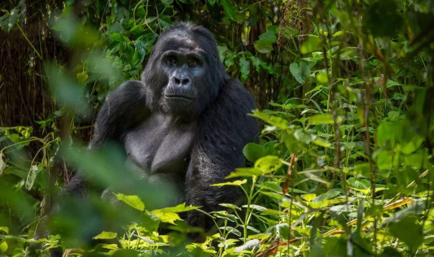 Uganda Safari from Ireland: Flights, Visa Rules and How to Plan (2026 Guide)