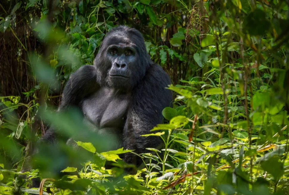Mountain gorilla in Bwindi Impenetrable National Park on a Uganda safari from Ireland