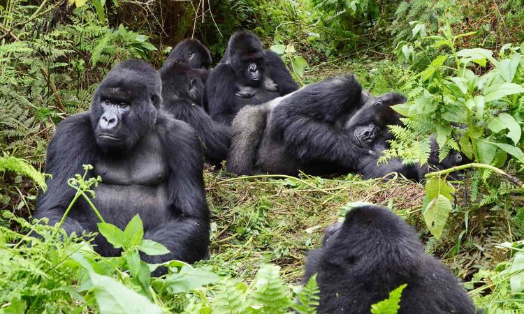 Gorilla trekking in Bwindi Impenetrable National Park on a Uganda safari from Italy