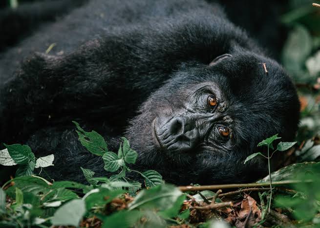 Mountain gorilla in Bwindi Impenetrable National Park on a Uganda safari from Italy