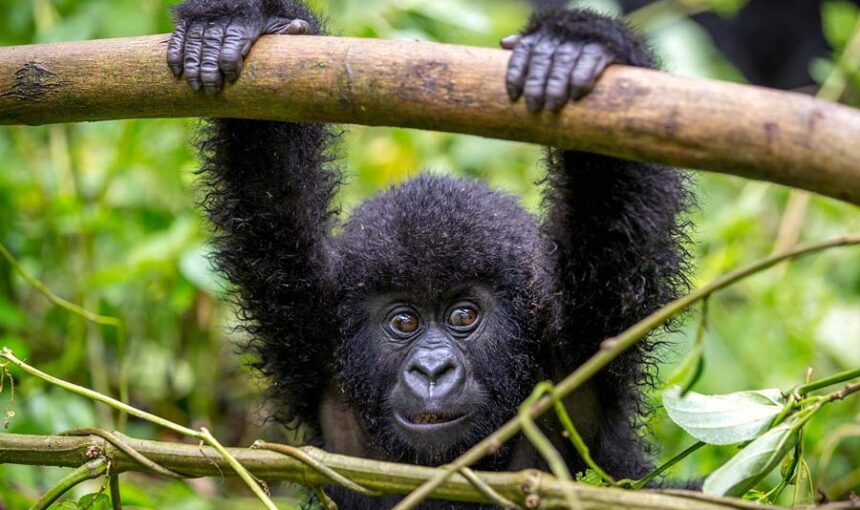 Uganda Safari from the Netherlands: Flights, Visa Rules and How to Plan (2026 Guide)