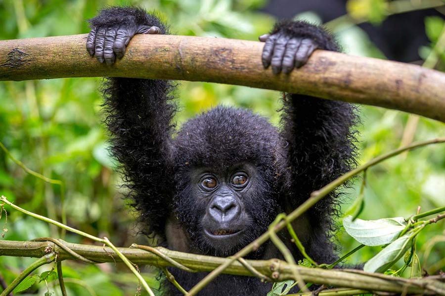 Mountain gorilla in Bwindi Impenetrable National Park on a Uganda safari from the Netherlands