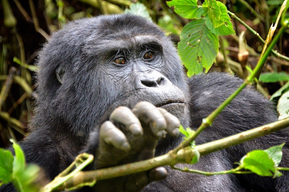 Gorilla trekking in Bwindi Impenetrable National Park on a Uganda safari from New Zealand