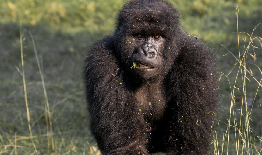 Uganda Safari from New Zealand: Flights, Visa Rules and How to Plan (2026 Guide)