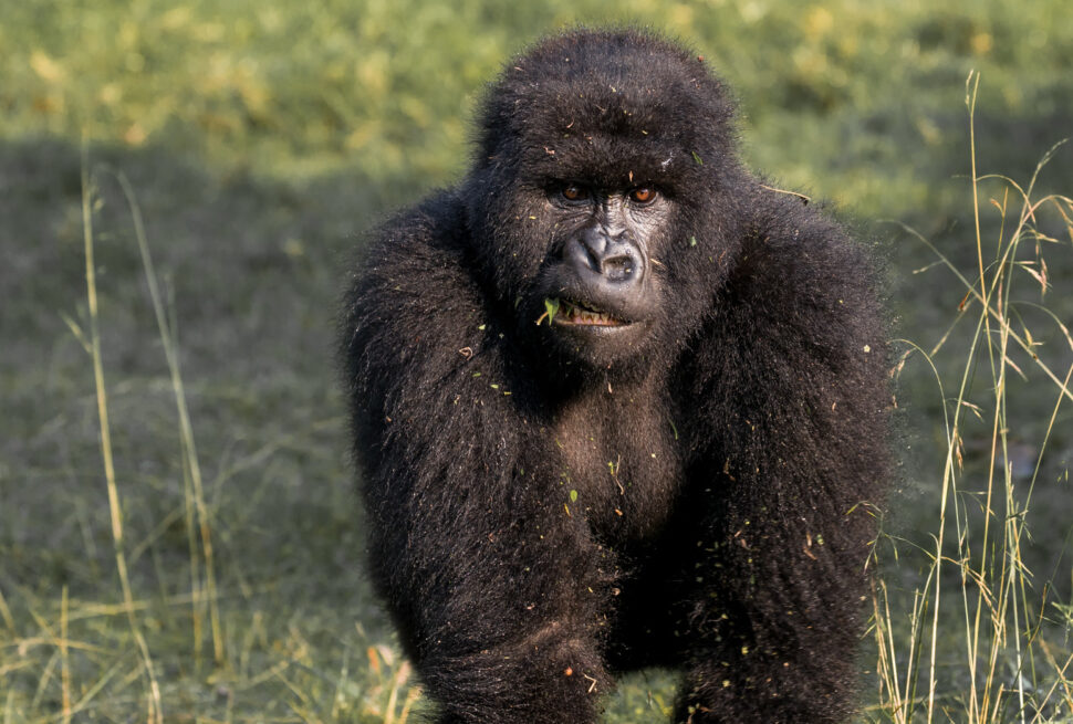 Mountain gorilla in Bwindi Impenetrable National Park on a Uganda safari from New Zealand