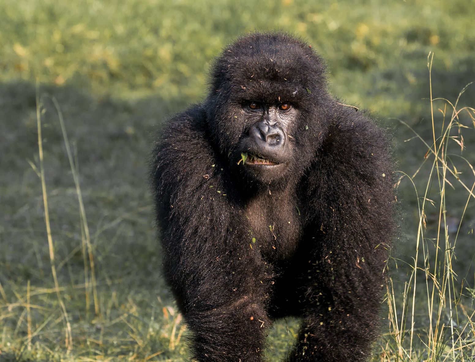 Mountain gorilla in Bwindi Impenetrable National Park on a Uganda safari from New Zealand