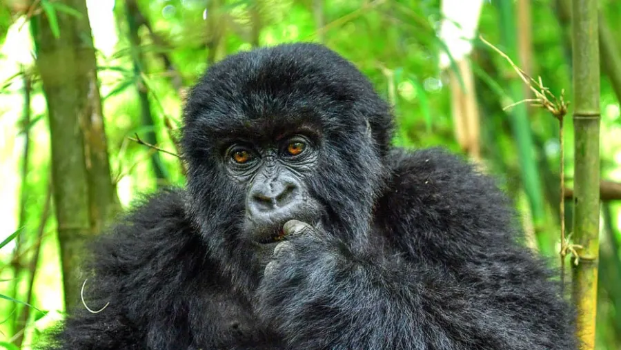 Gorilla trekking in Bwindi Impenetrable National Park on a Uganda safari from Norway