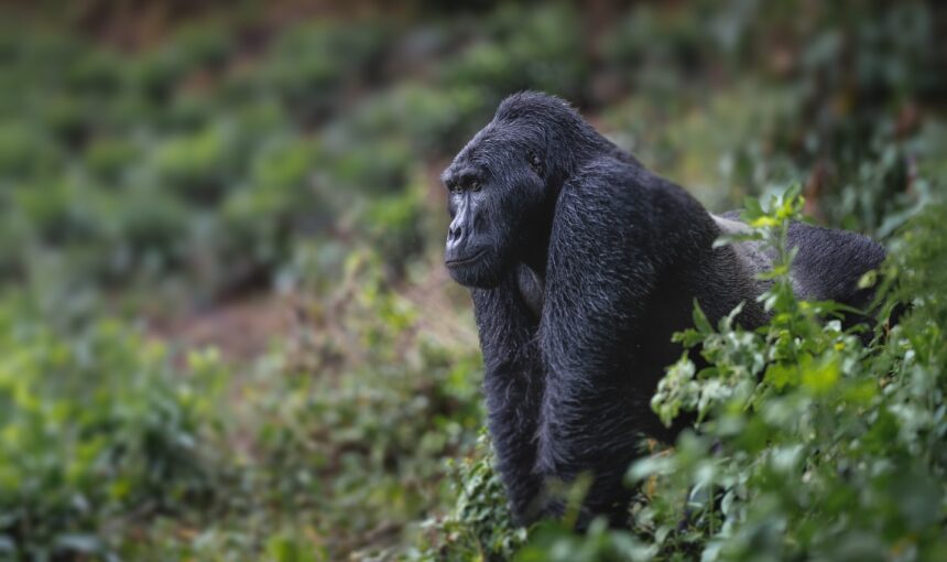 Uganda Safari from Norway: Flights, Visa Rules and How to Plan (2026 Guide)