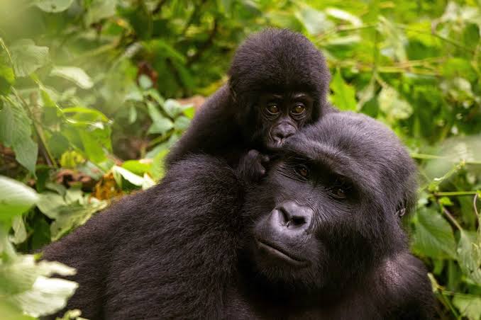 Mountain gorilla in Bwindi Impenetrable National Park on a Uganda safari from South Africa