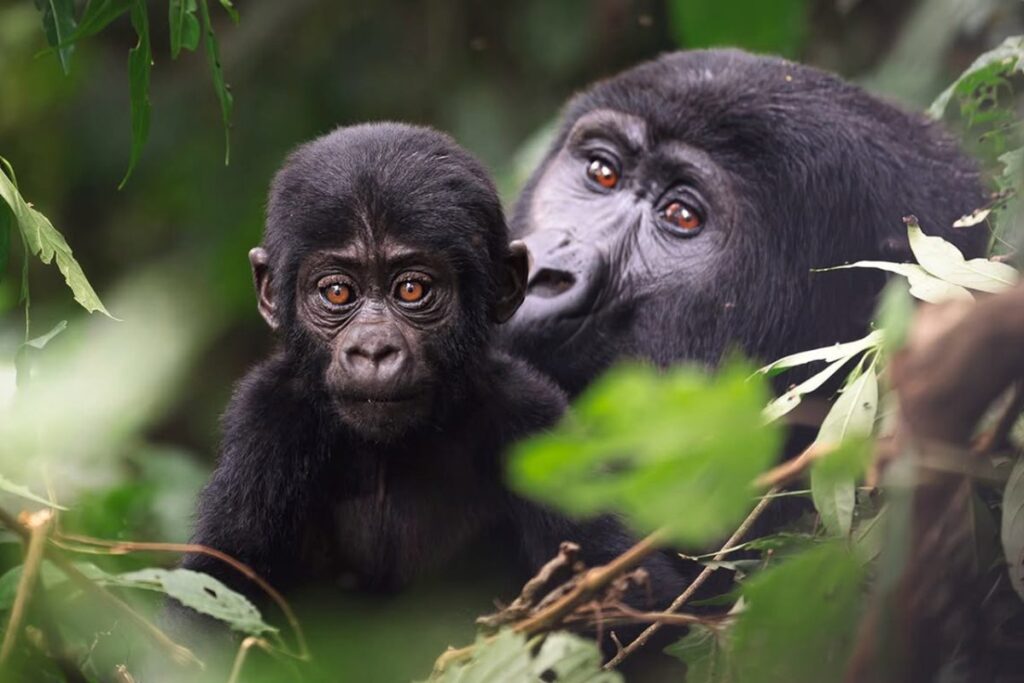Gorilla trekking in Bwindi Impenetrable National Park on a Uganda safari from Spain