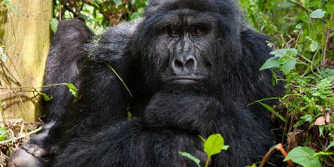 Mountain gorilla in Bwindi Impenetrable National Park on a Uganda safari from Spain