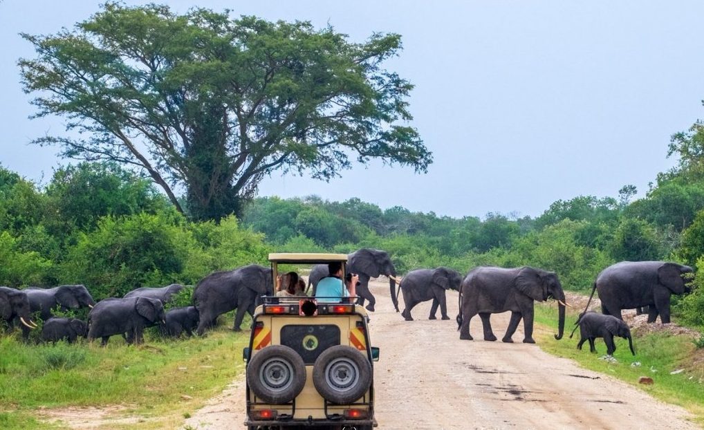 Game drive in Murchison Falls National Park on a Uganda safari from Spain