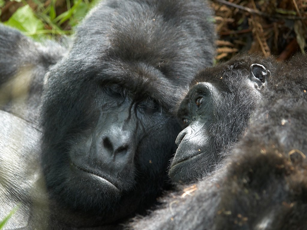 Gorilla trekking in Bwindi Impenetrable National Park on a Uganda safari from Sweden
