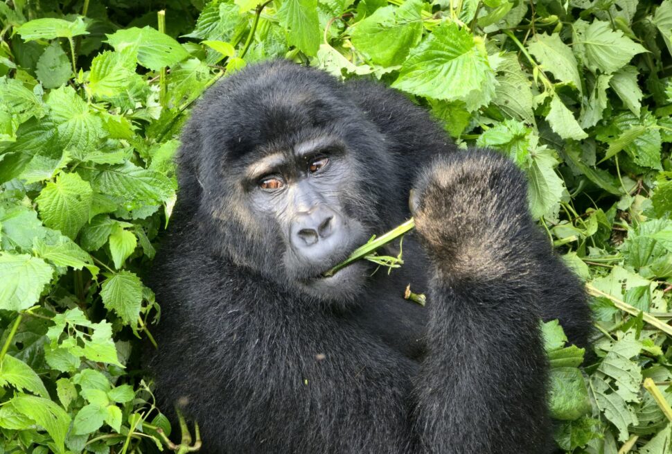 Mountain gorilla in Bwindi Impenetrable National Park on a Uganda safari from Sweden