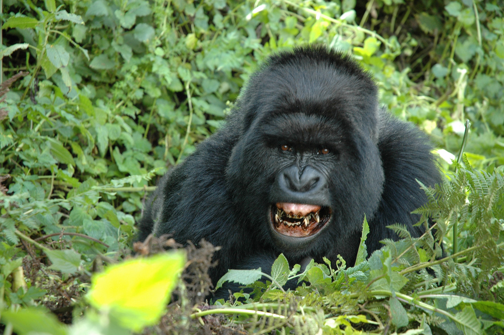 Gorilla trekking in Bwindi Impenetrable National Park on a Uganda safari from Switzerland