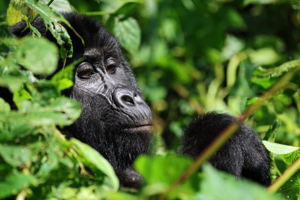 Gorilla trekking in Bwindi Impenetrable National Park on a Uganda safari from the USA