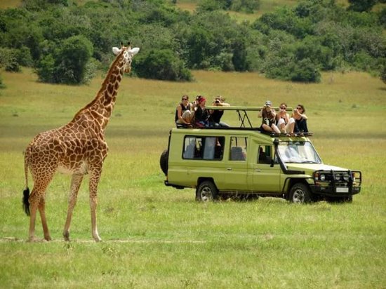 Game drive in Queen Elizabeth National Park on a Uganda safari from the USA