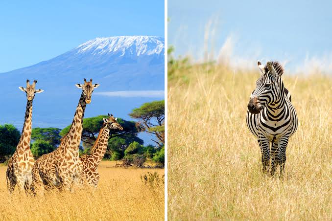 Uganda vs Kenya Safari: Which Is Right for You?