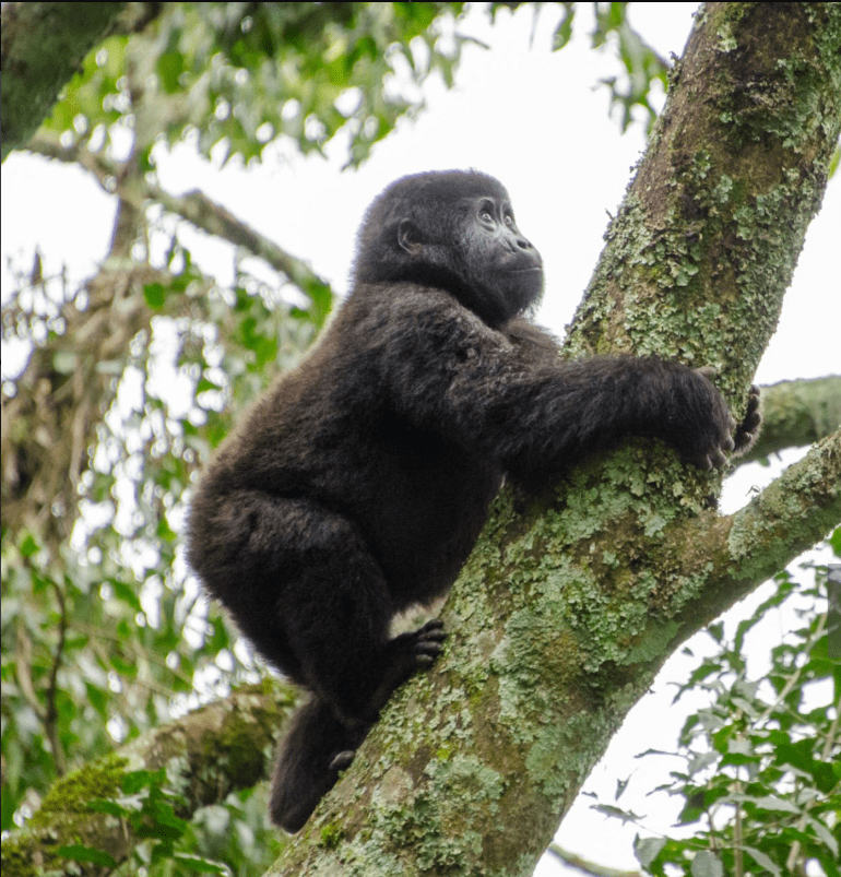 Uganda Wildlife Authority rulebook showing the minimum age for gorilla trekking