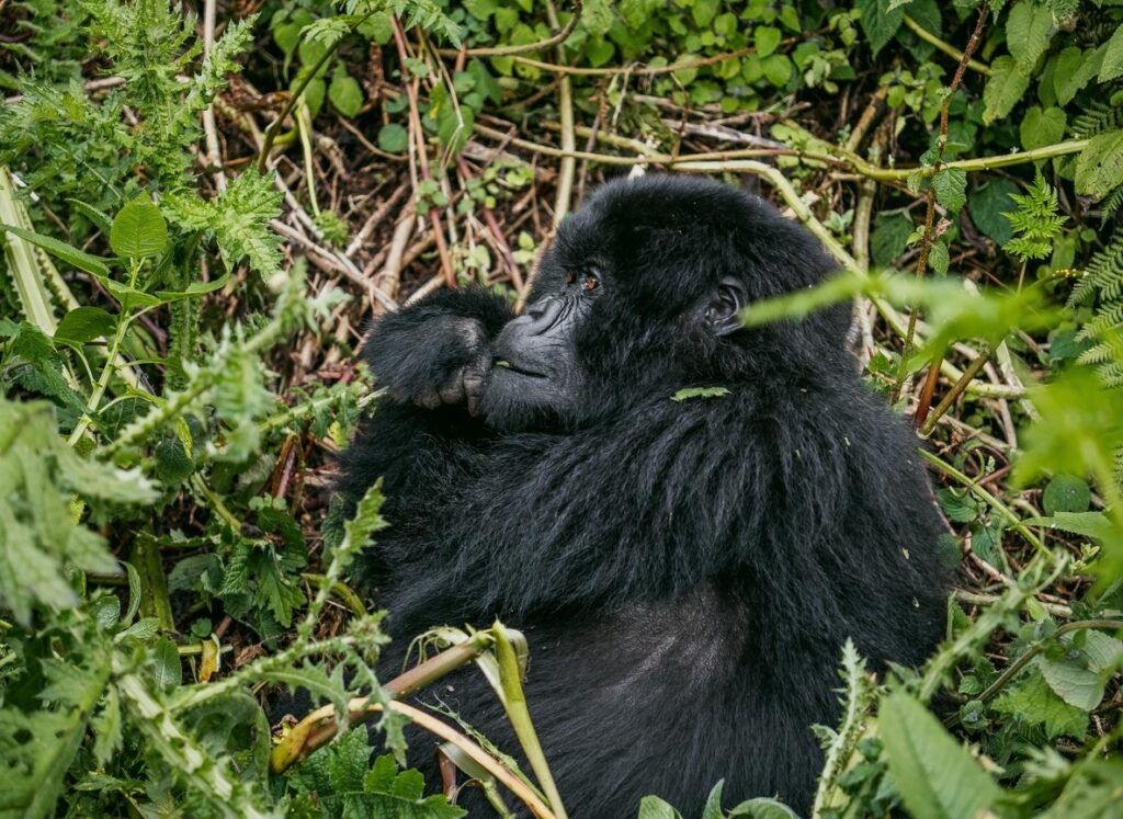 Uganda Wildlife Authority ranger delivering the rules briefing before a gorilla trek