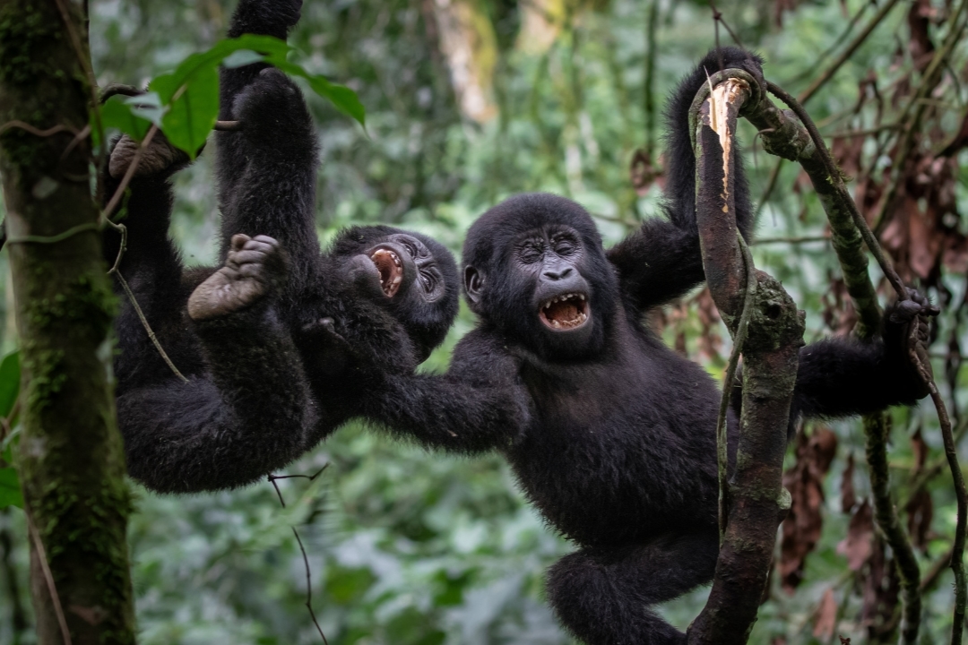 What Happens on a Gorilla Trekking Day: An Honest Walkthrough 1 What happens on a gorilla trekking day — trekkers on a Bwindi forest trail with a ranger guide