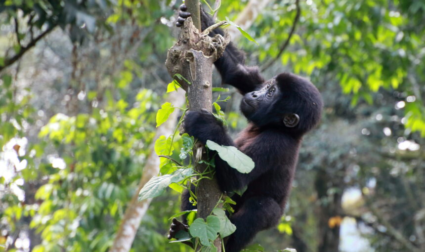 Which Bwindi Sector Is Best for Gorilla Trekking?