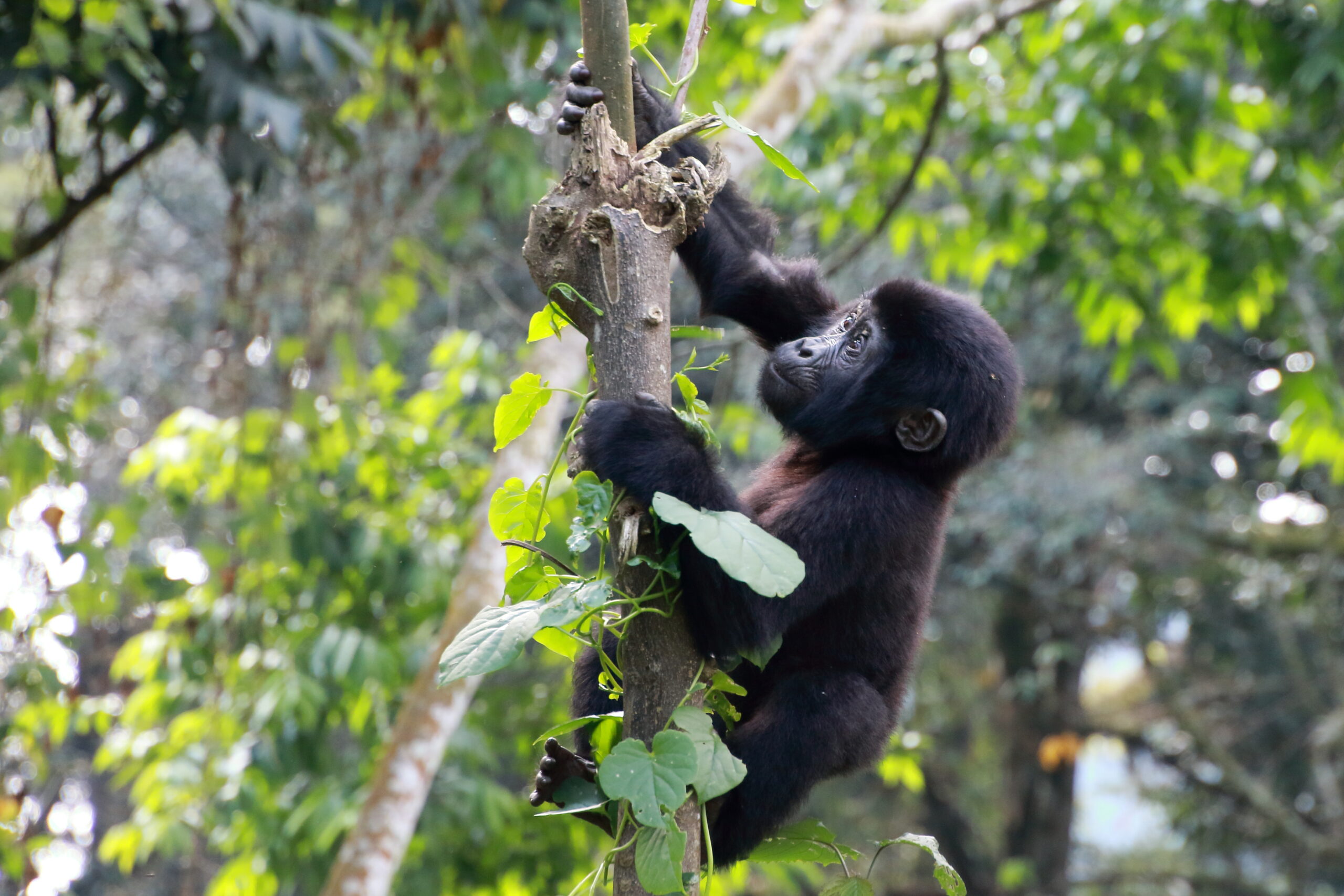 Which Bwindi sector is best for gorilla trekking — comparison of the four sectors