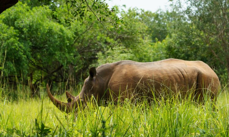 Rhino tracking at Ziwa Rhino Sanctuary on the drive north to Murchison Falls