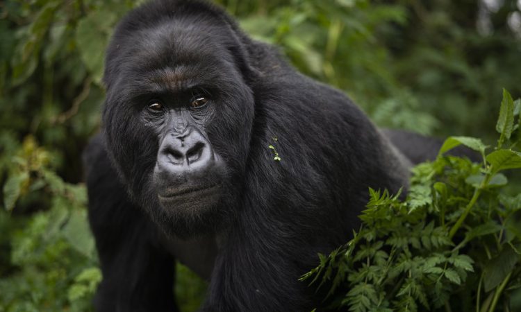 10-Day Rwanda and Uganda Gorillas, Chimpanzees and Wildlife Safari