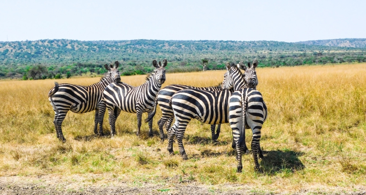 Rwanda safari itinerary 10 days