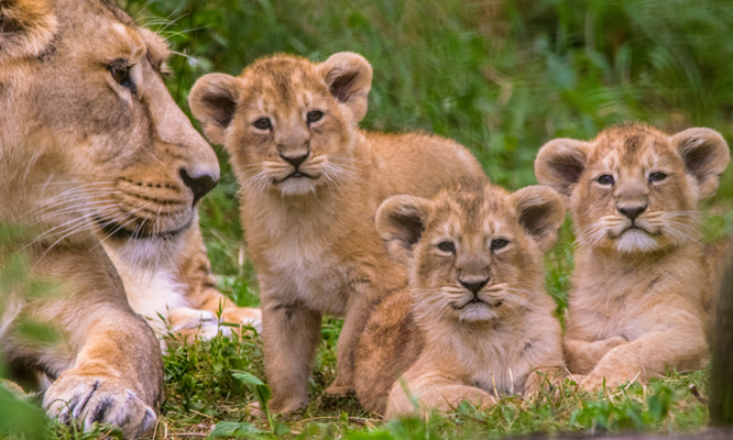Akagera National Park Safari Itinerary