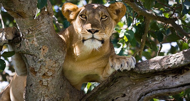 Akagera National Park vs Queen Elizabeth National Park
