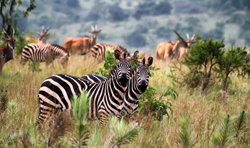 Akagera Safari Cost and Activities