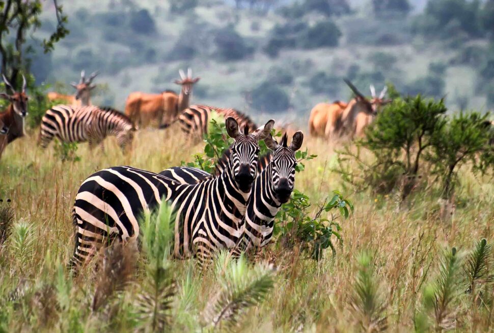 Akagera Safari Cost and Activities