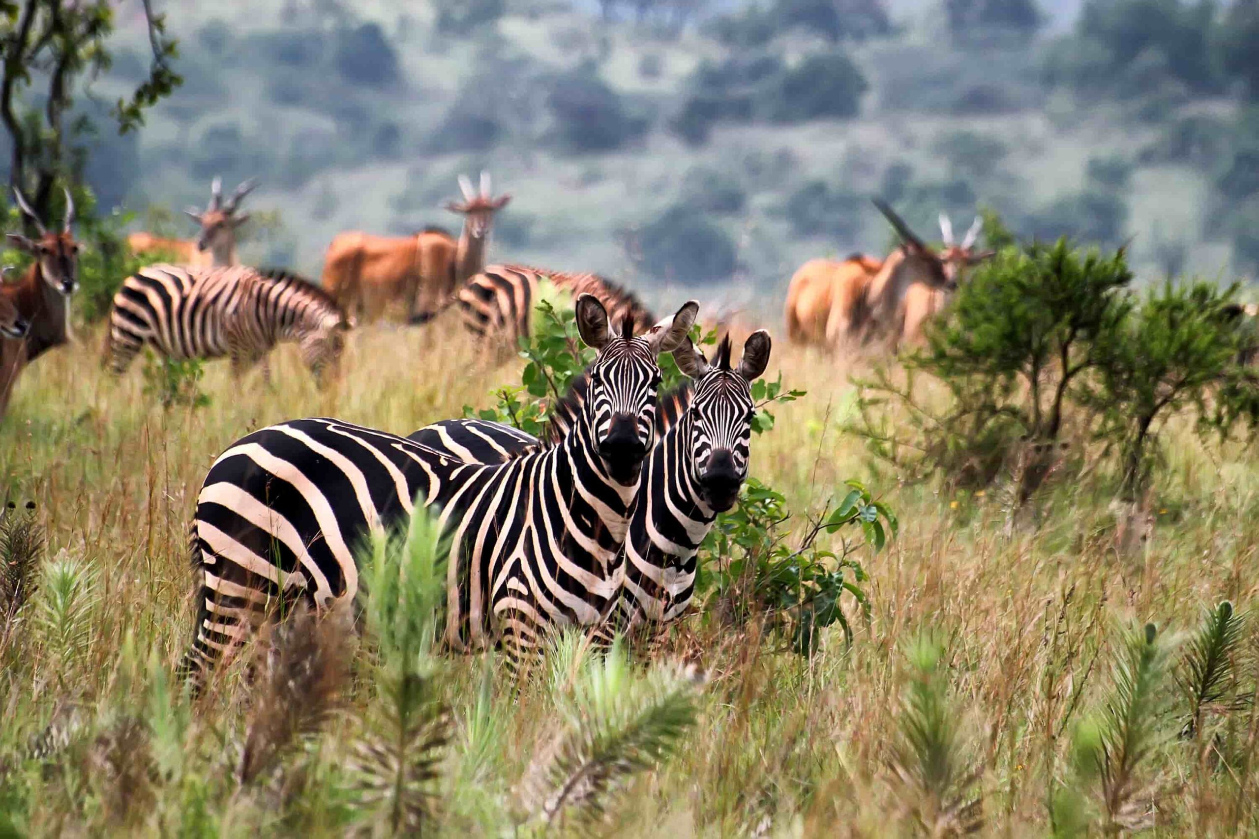 Akagera Safari Cost and Activities