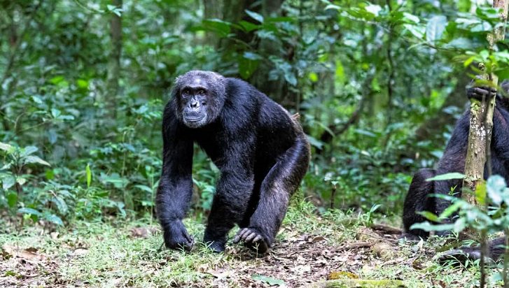 Rwanda Chimpanzee Trekking vs Uganda