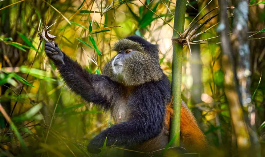Rwanda Golden Monkey Trekking Itinerary