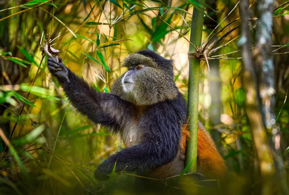 Rwanda golden monkey trekking itinerary