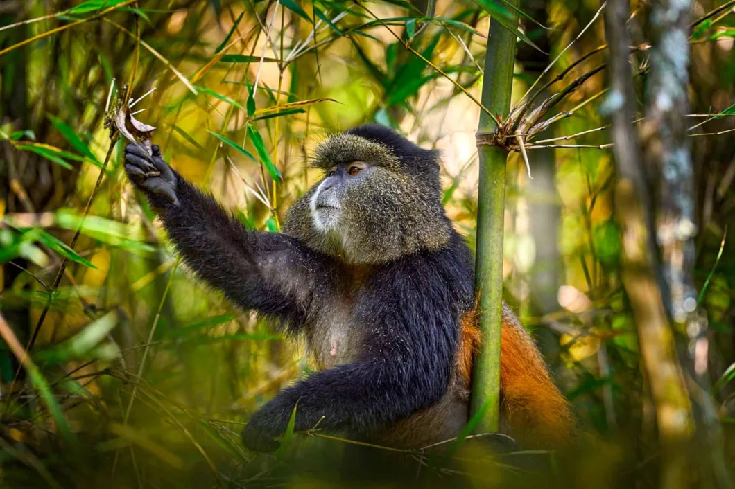 Rwanda golden monkey trekking itinerary