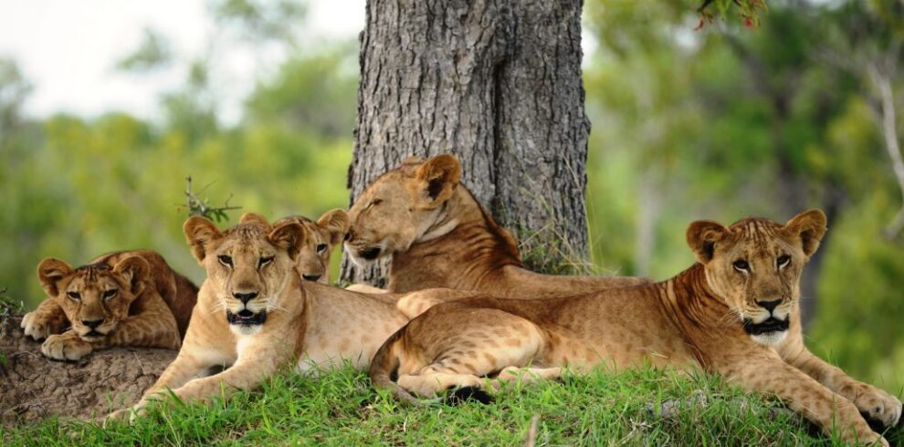 5-Day Nyerere National Park Fly-In Safari