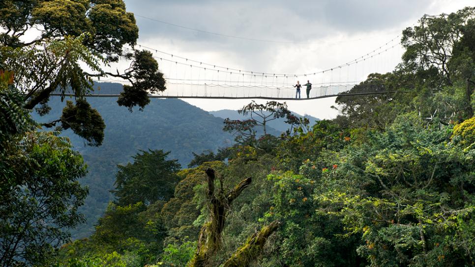 Kigali to Nyungwe Forest travel guide