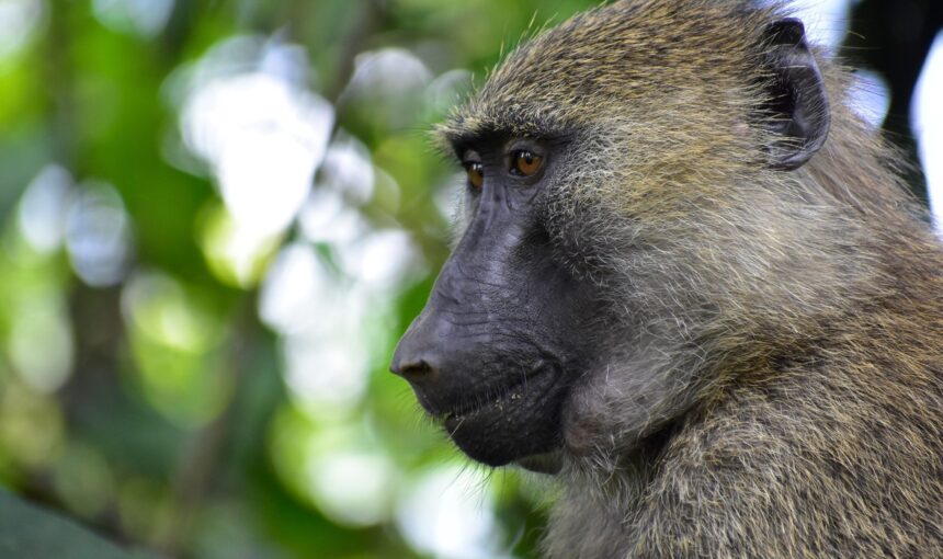 Rwanda National Parks Safari Itinerary