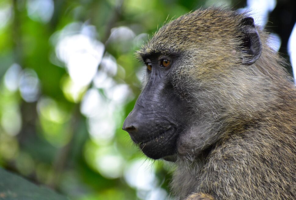 Rwanda National Parks Safari Itinerary