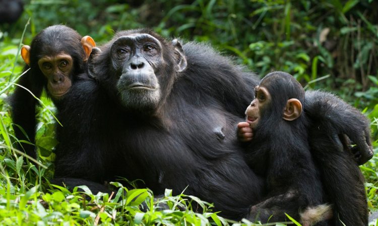 Nyungwe Forest chimpanzee trekking itinerary