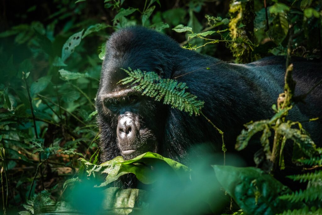 Rwanda National Parks Safari Itinerary