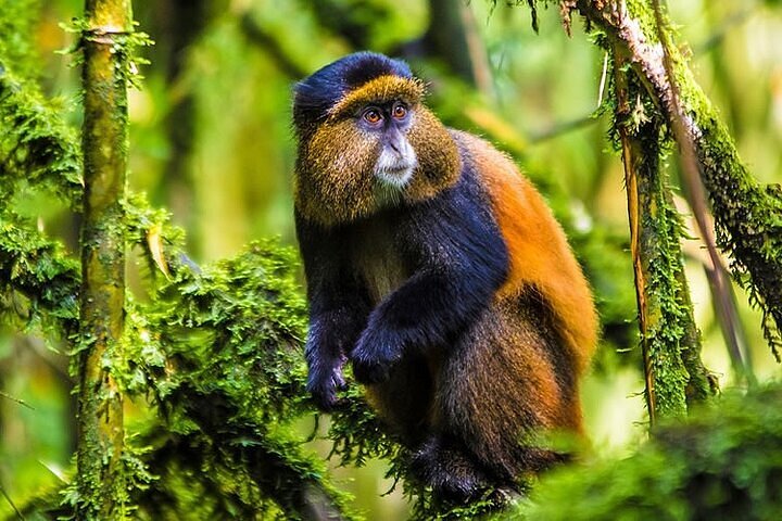 Rwanda golden monkey trekking itinerary